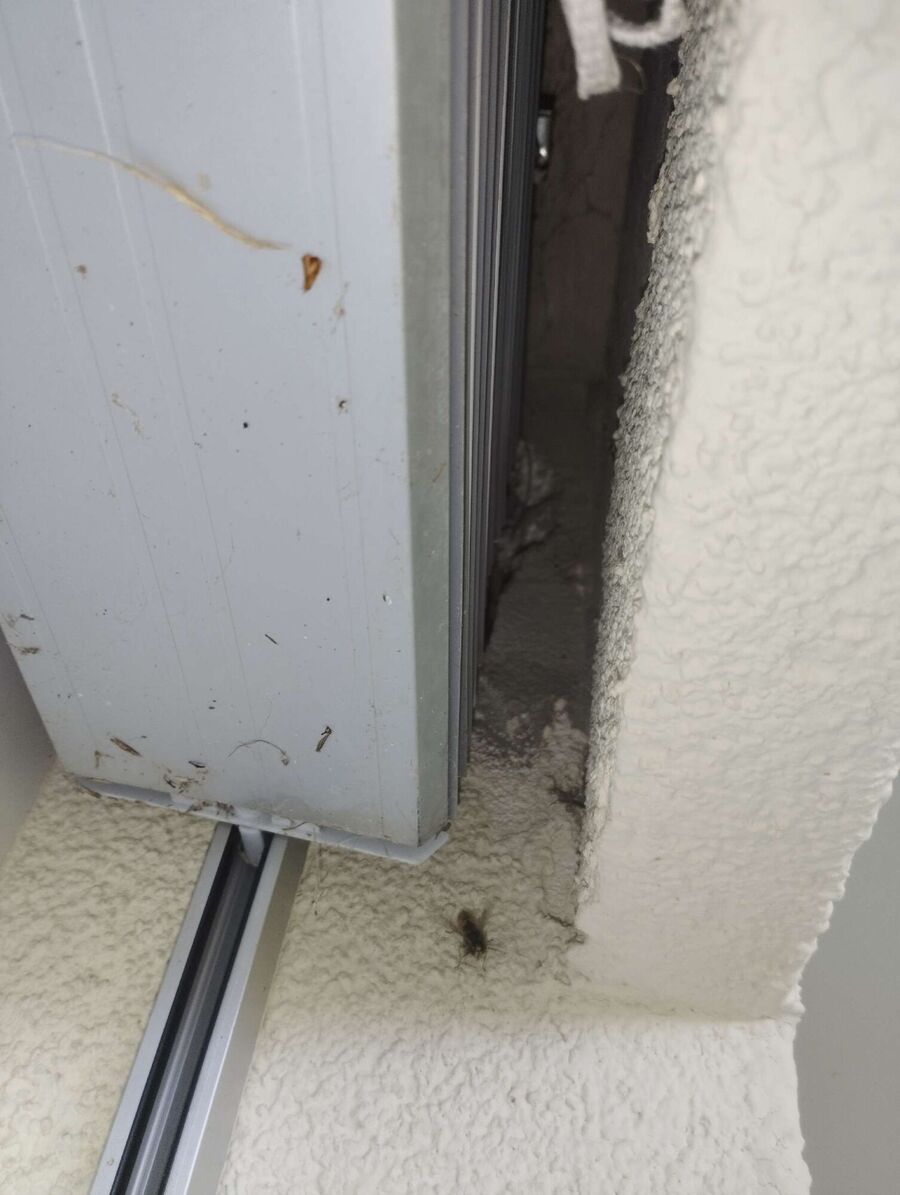 Bienen umsiedeln &  Bienennest entfernen 