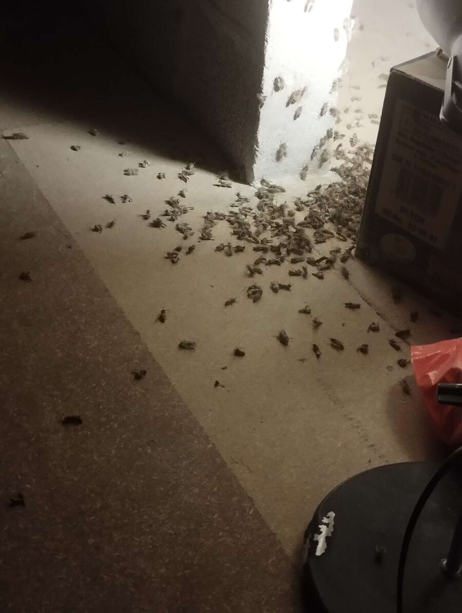 Bienen umsiedeln &  Bienennest entfernen 