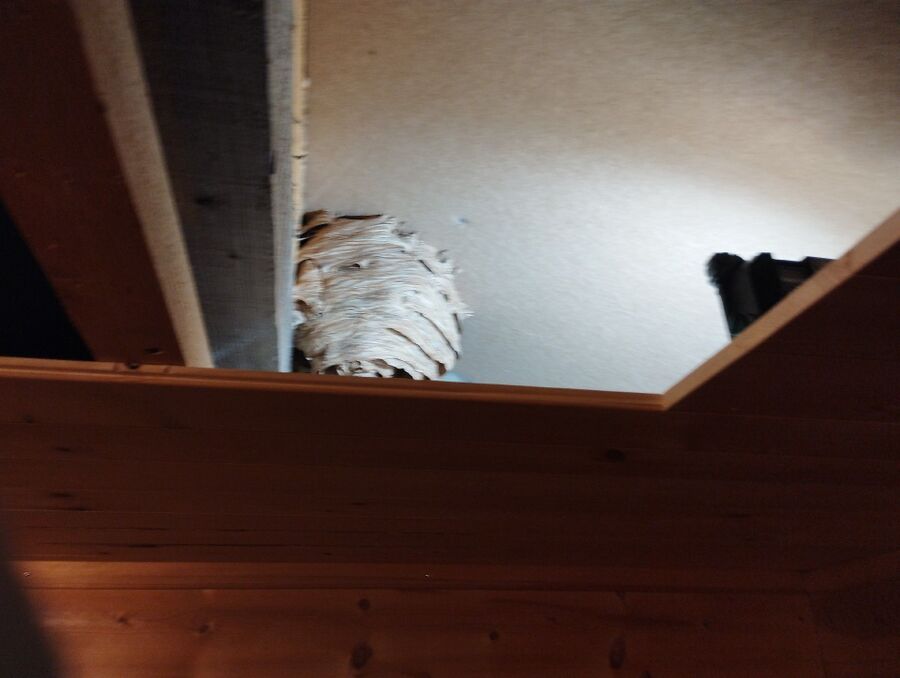  Bienennest entfernen