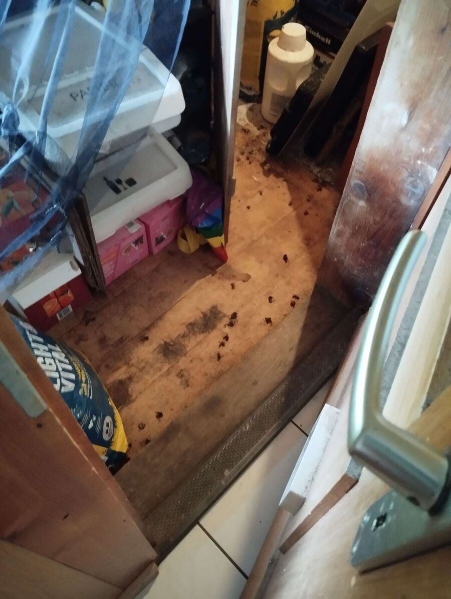  Bienennest entfernen.jpeg