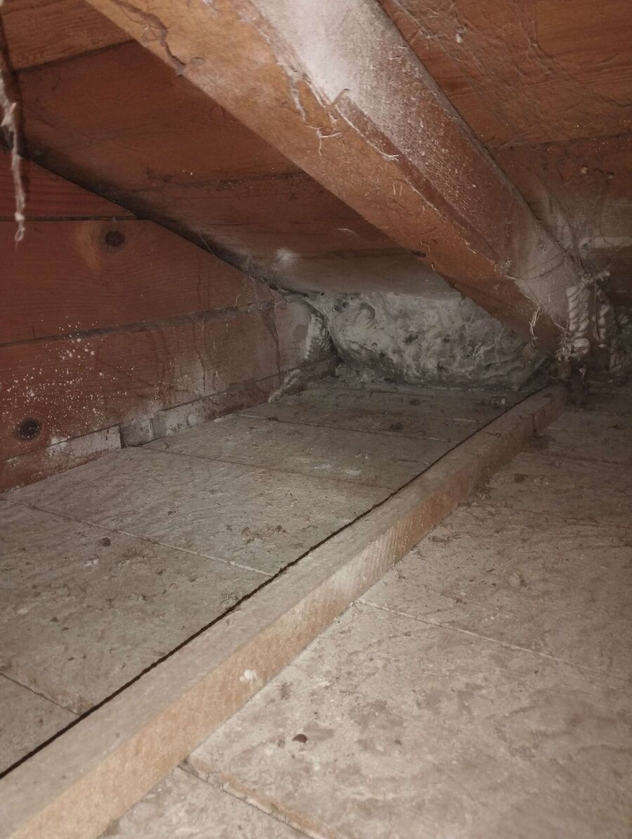 Bienen umsiedeln &  Bienennest entfernen 