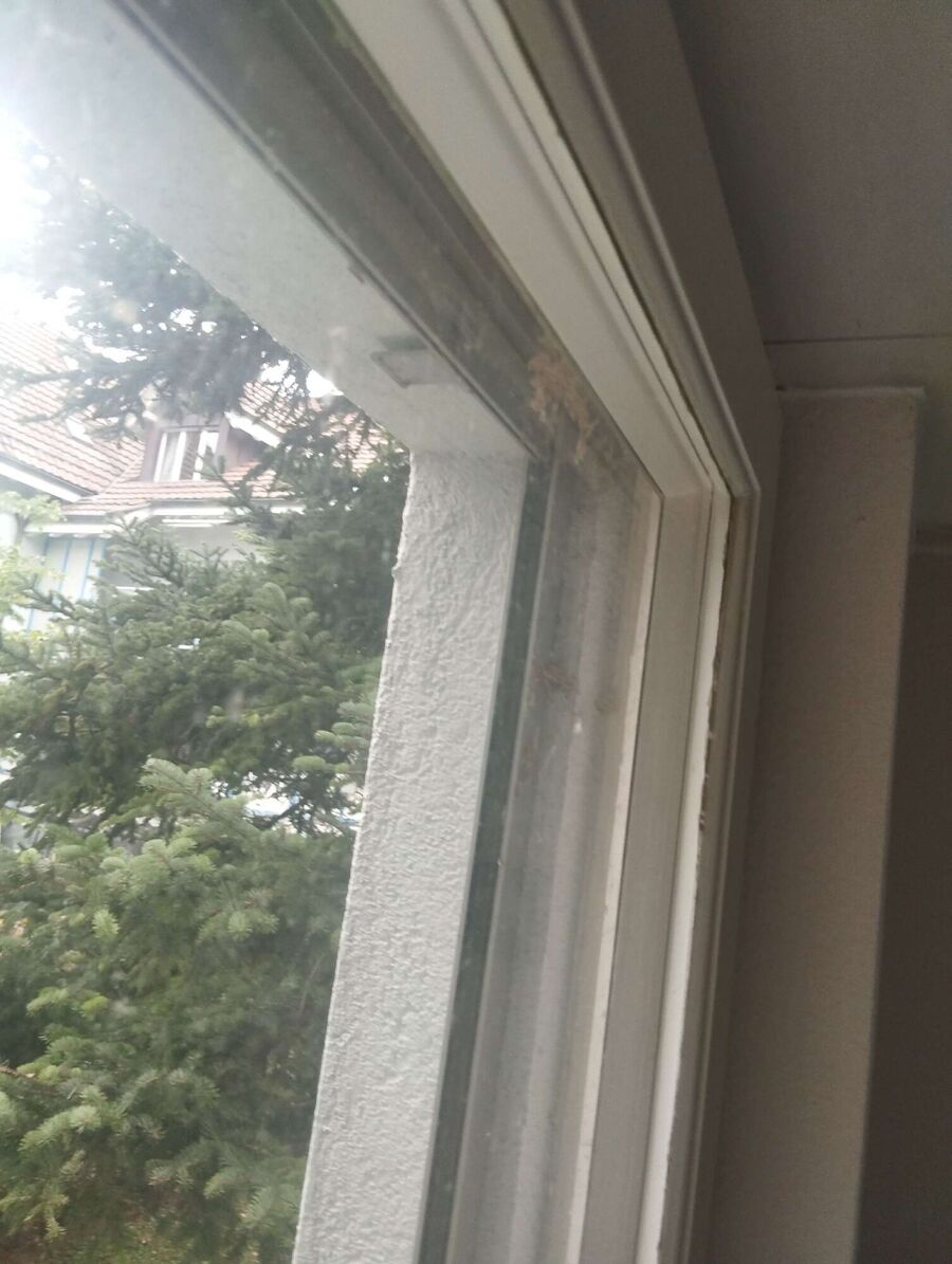  Bienennest entfernen.jpeg