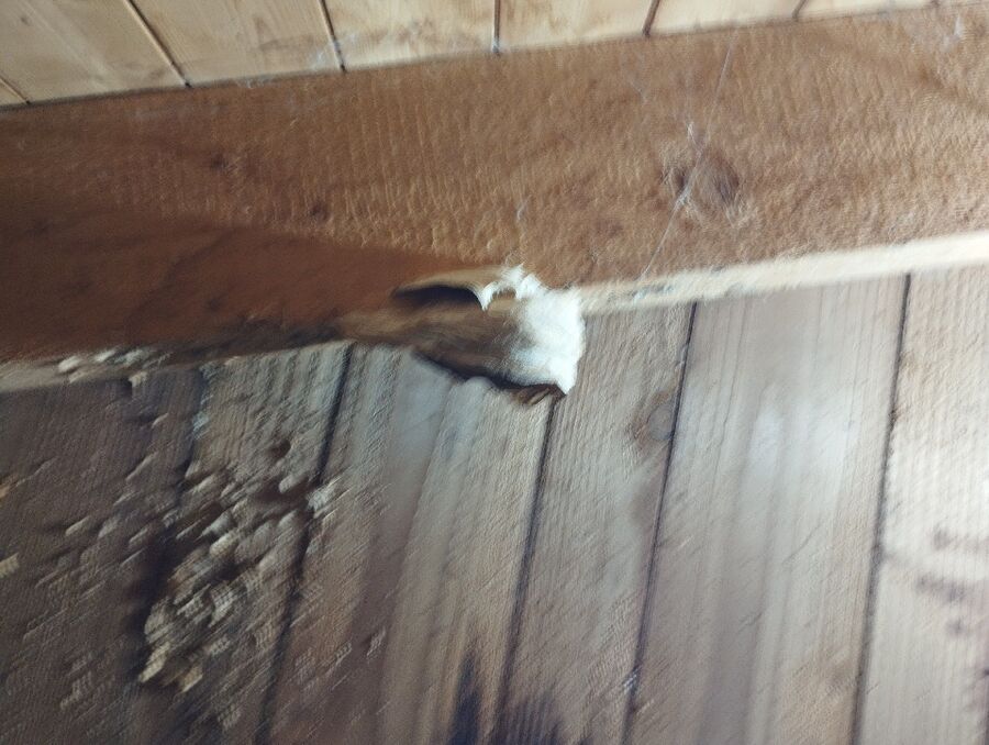 Bienen umsiedeln &  Bienennest entfernen 