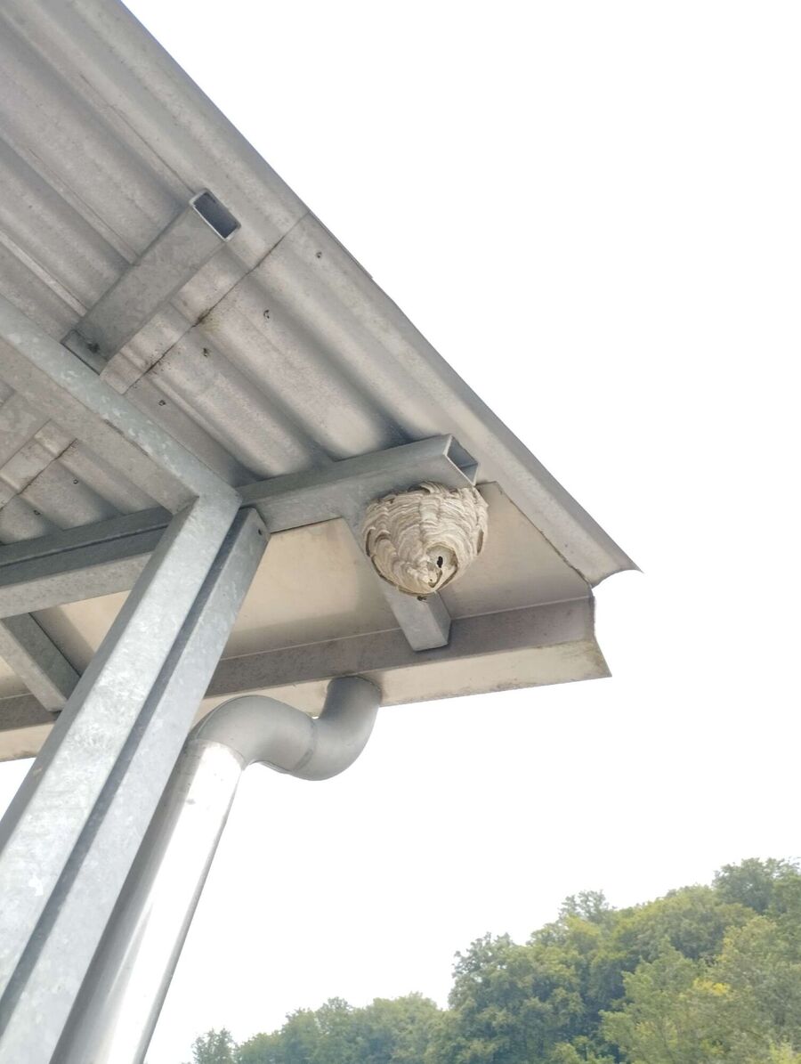 Bienen umsiedeln &  Bienennest entfernen 