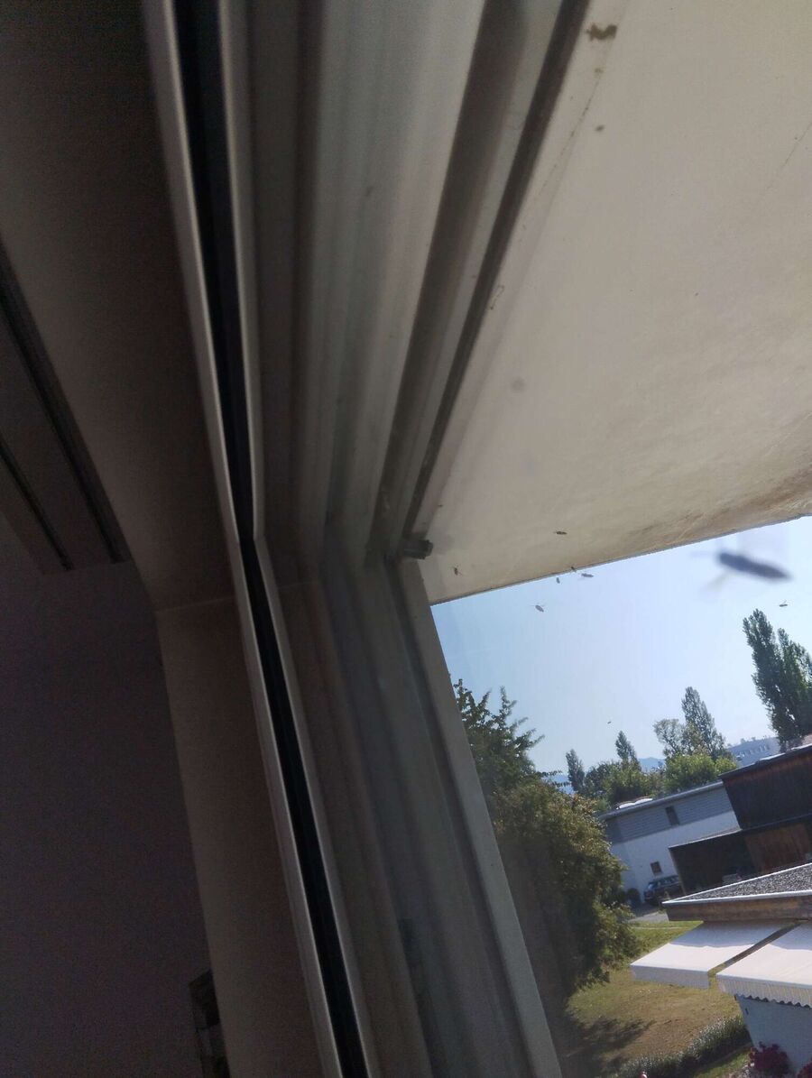  Bienennest entfernen