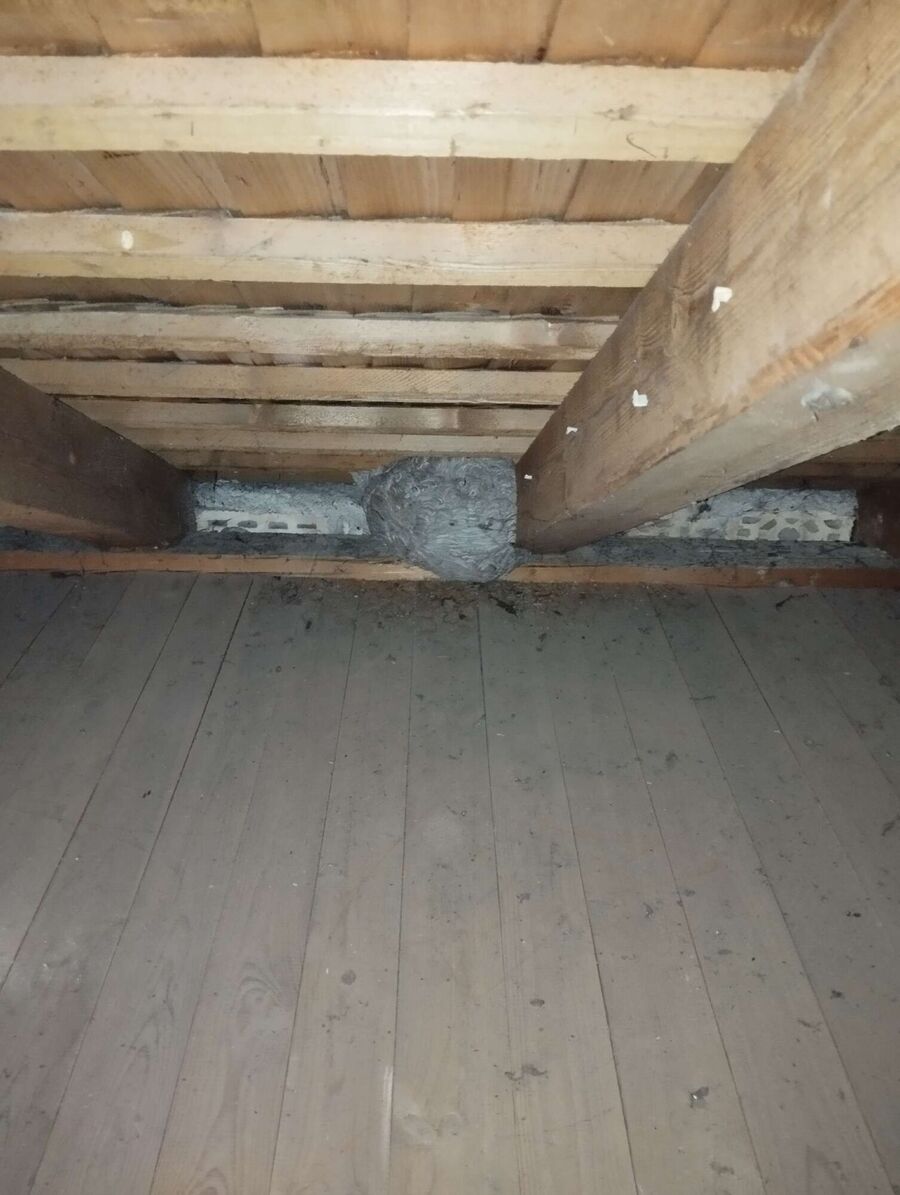  Bienennest entfernen