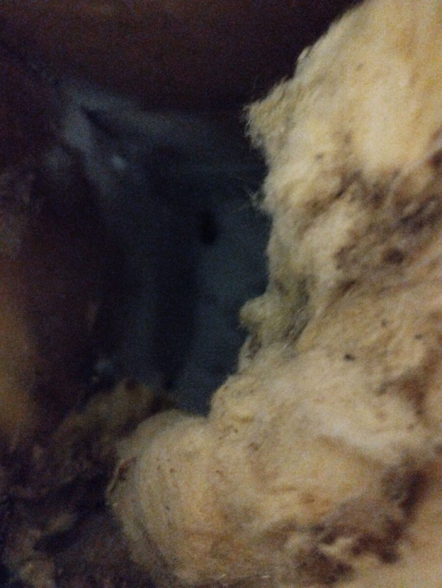  Bienennest entfernen.jpeg