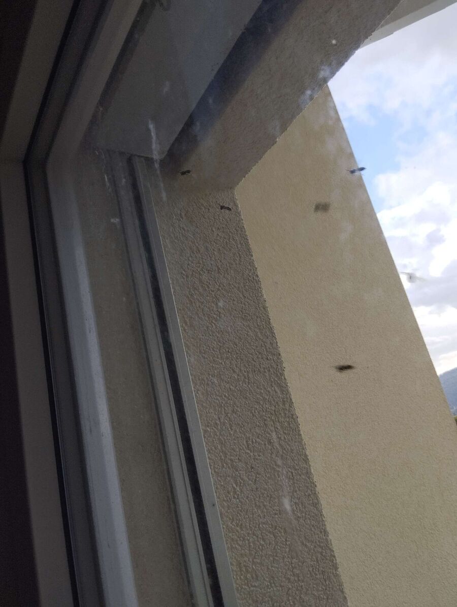  Bienennest entfernen