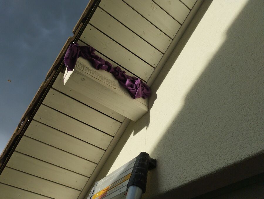  Bienennest entfernen.jpeg