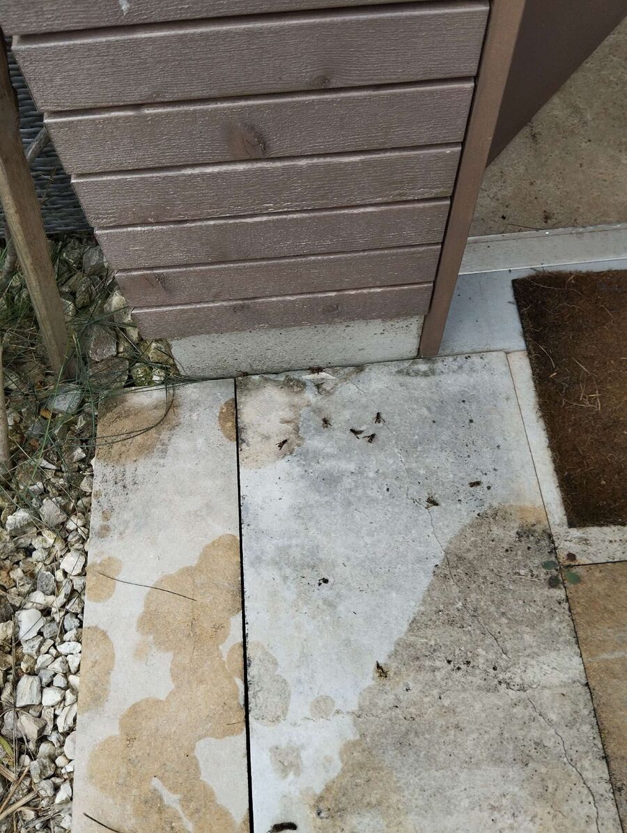  Bienennest entfernen.jpeg