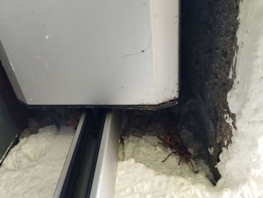  Bienennest entfernen