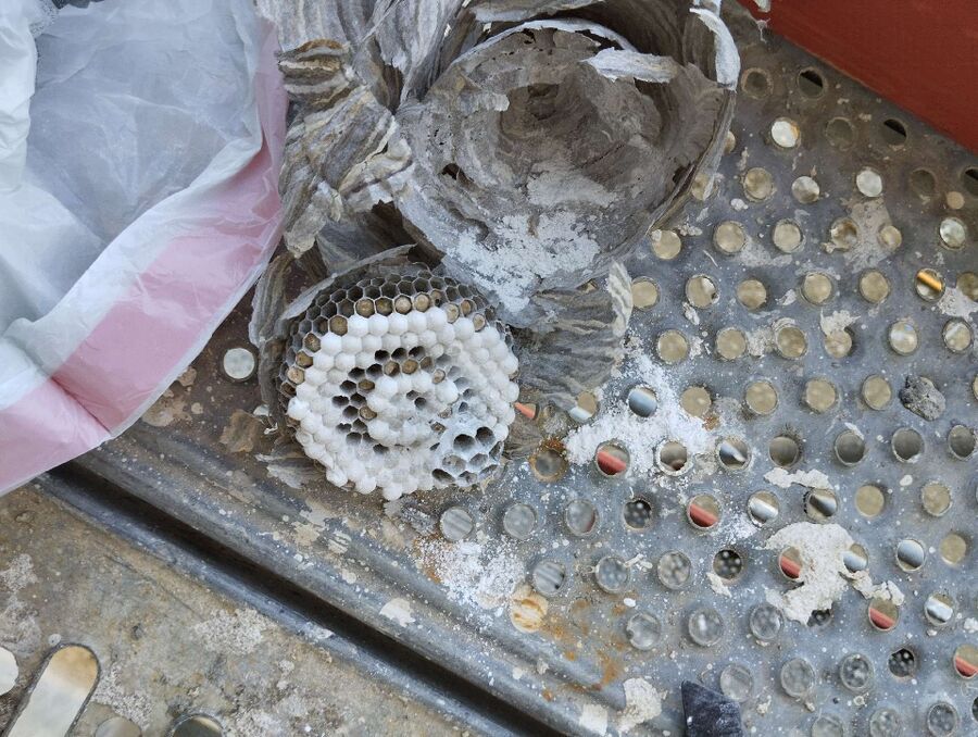 Bienen umsiedeln &  Bienennest entfernen 