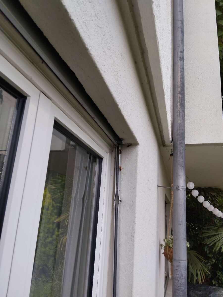 Bienen umsiedeln &  Bienennest entfernen 