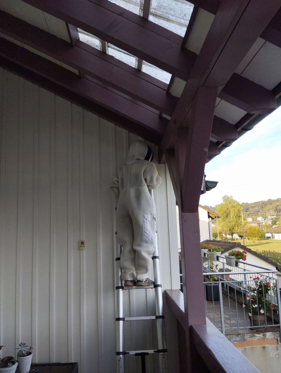 Bienen umsiedeln &  Bienennest entfernen 