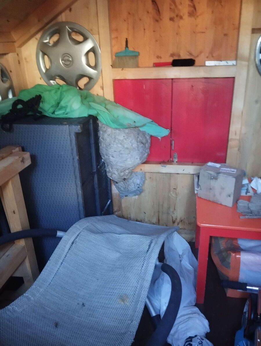 Bienen umsiedeln &  Bienennest entfernen 