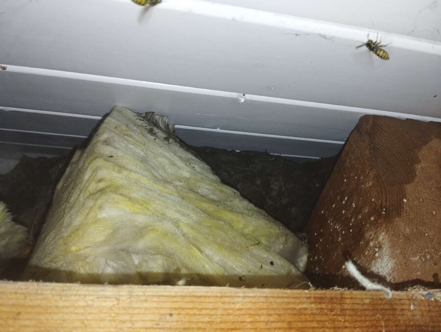  Bienennest entfernen