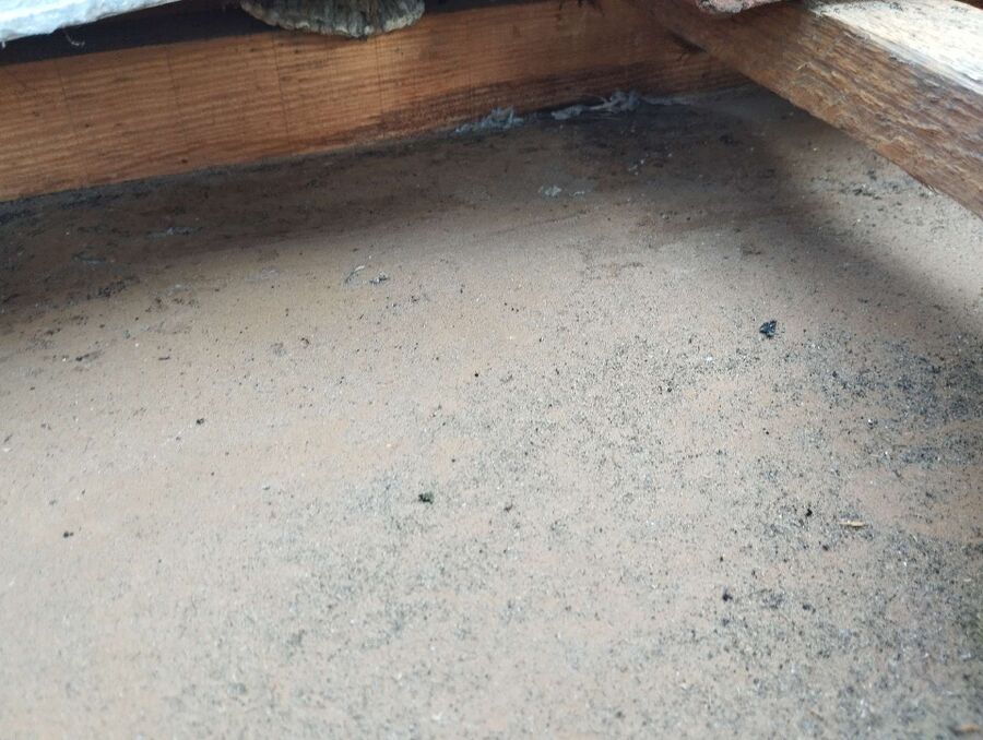  Bienennest entfernen.jpeg