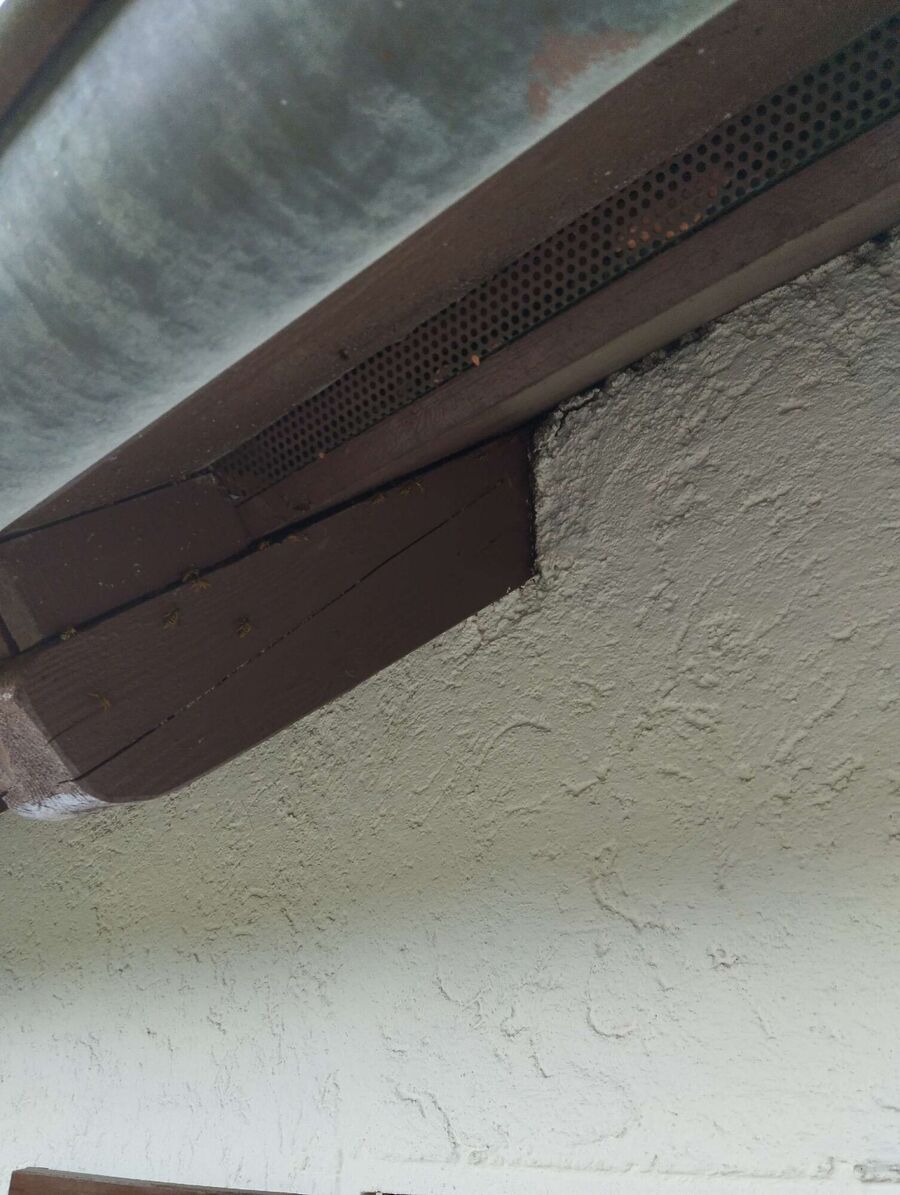 Bienen umsiedeln &  Bienennest entfernen 