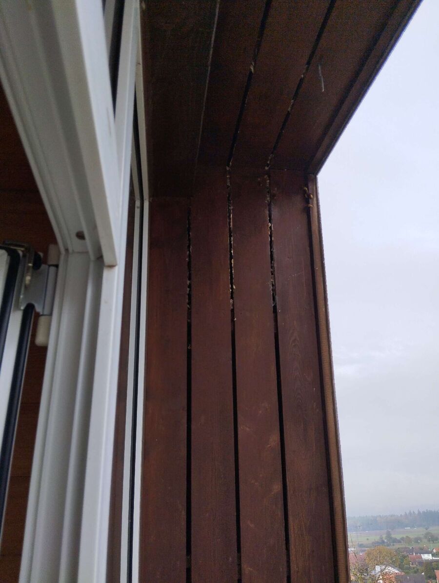 Bienen umsiedeln &  Bienennest entfernen 