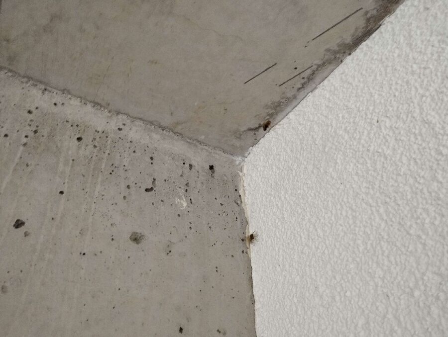  Bienennest entfernen.jpeg