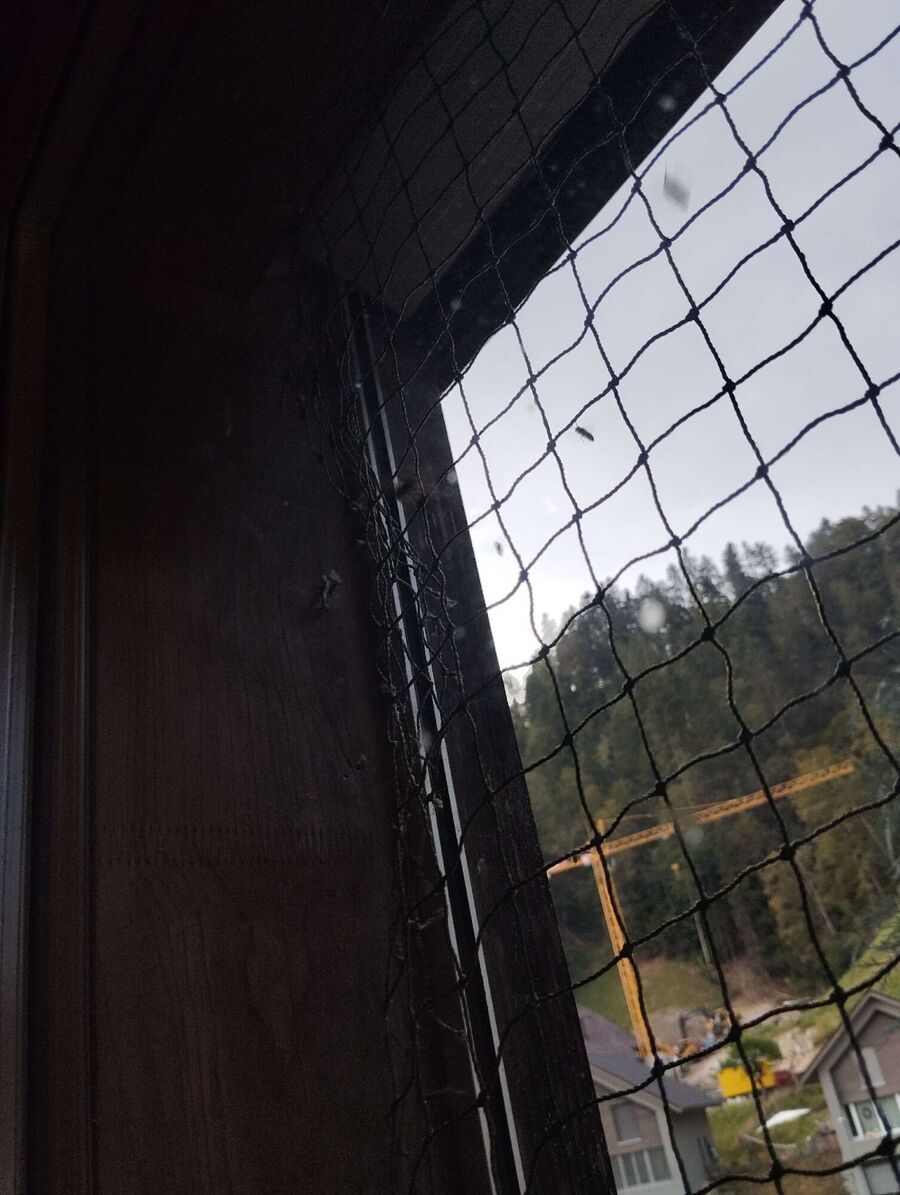  Bienennest entfernen.jpeg