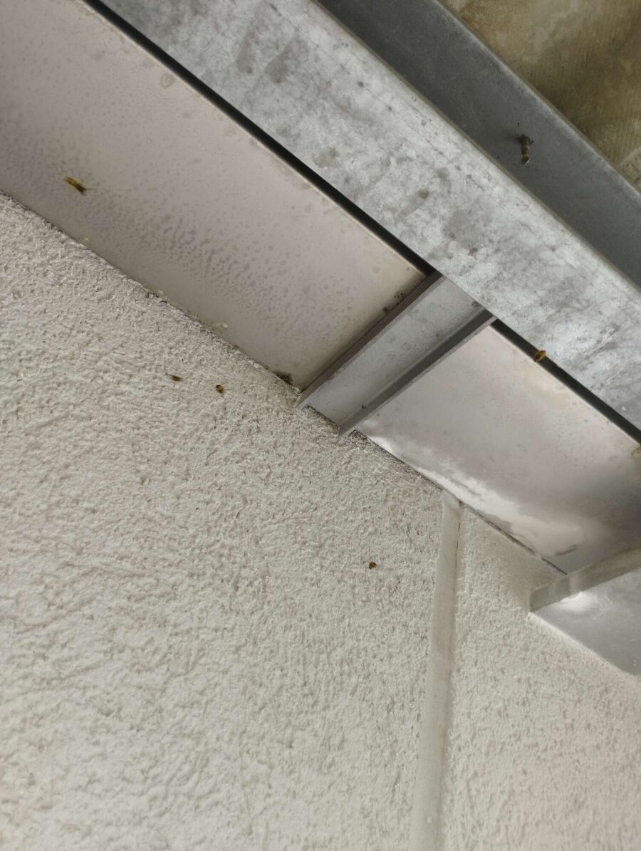 Bienen umsiedeln &  Bienennest entfernen 