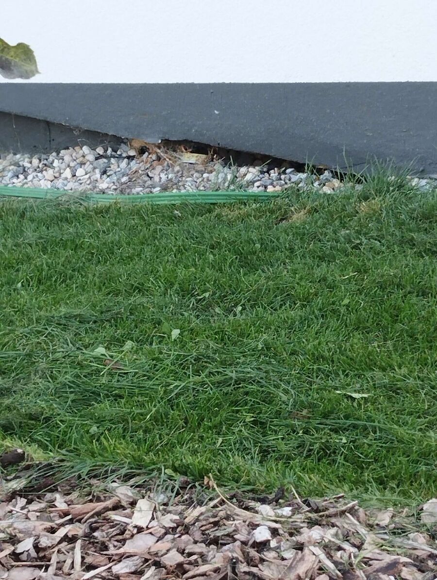  Bienennest entfernen.jpeg