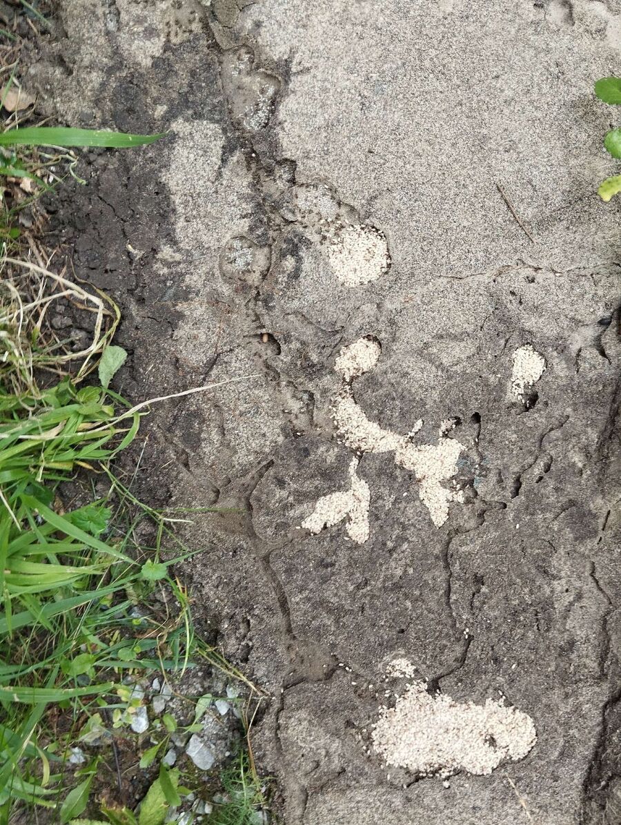  Bienennest entfernen.jpeg