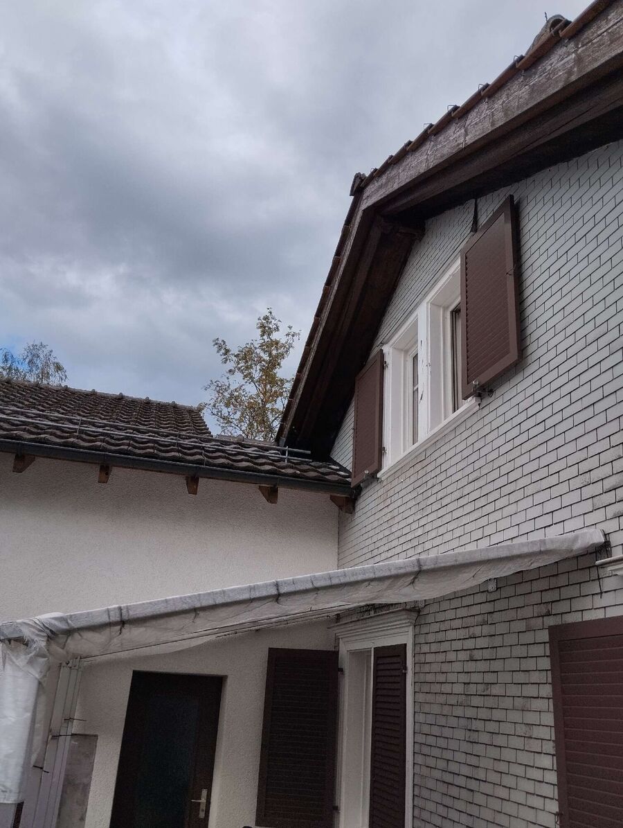 Bienen umsiedeln &  Bienennest entfernen 