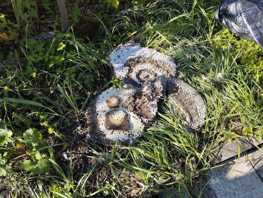  Bienennest entfernen