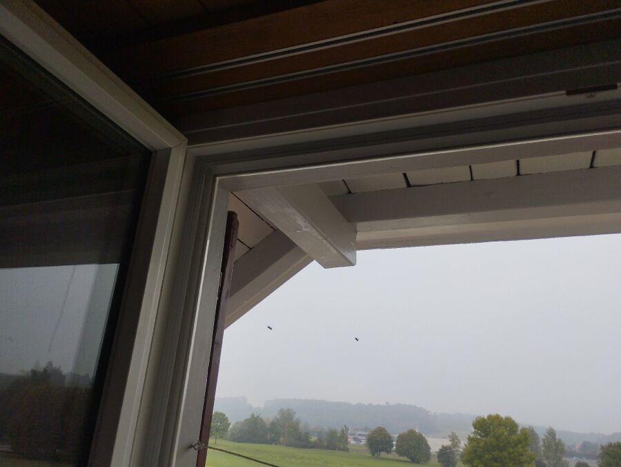  Bienennest entfernen.jpeg