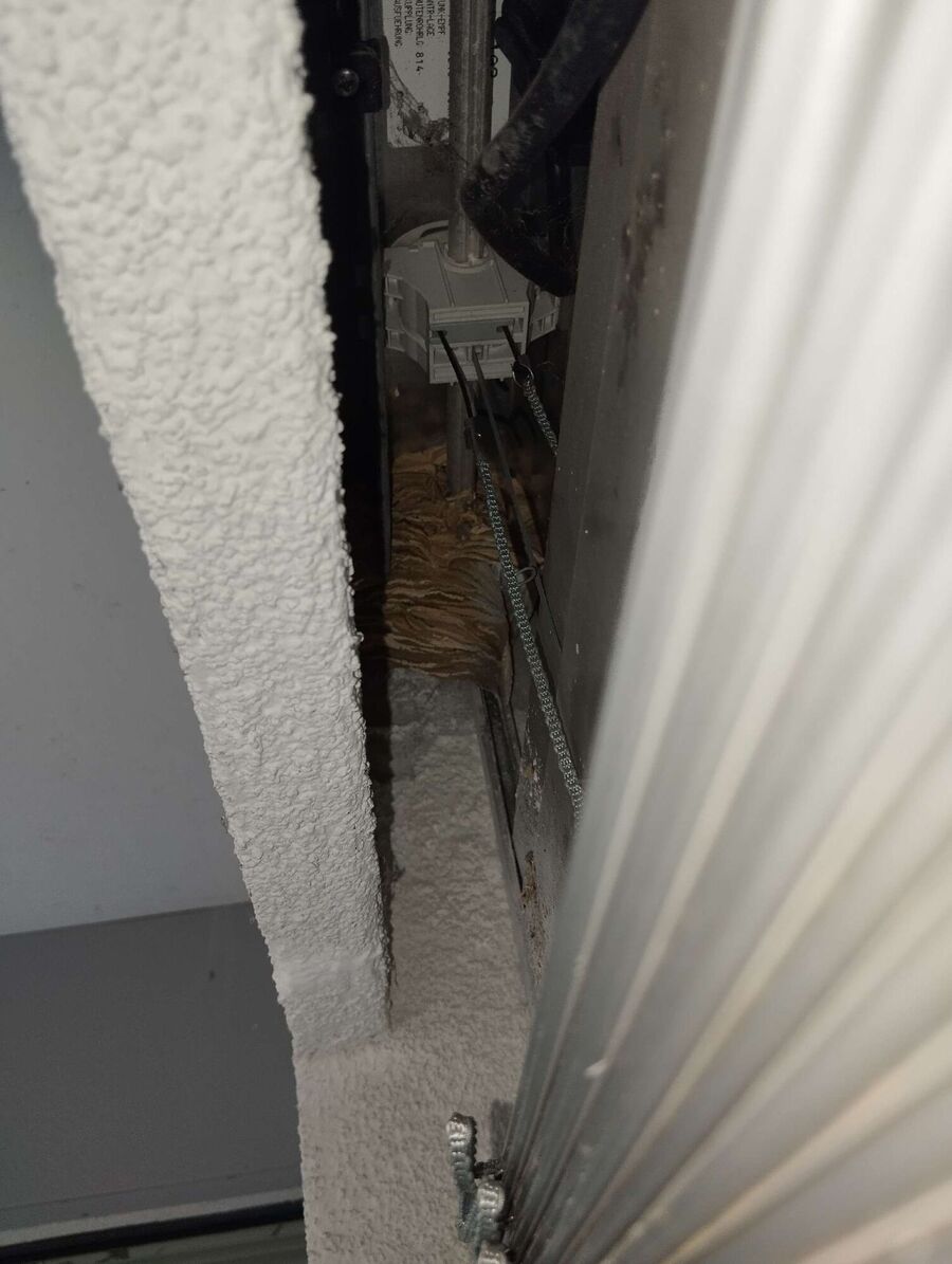  Bienennest entfernen