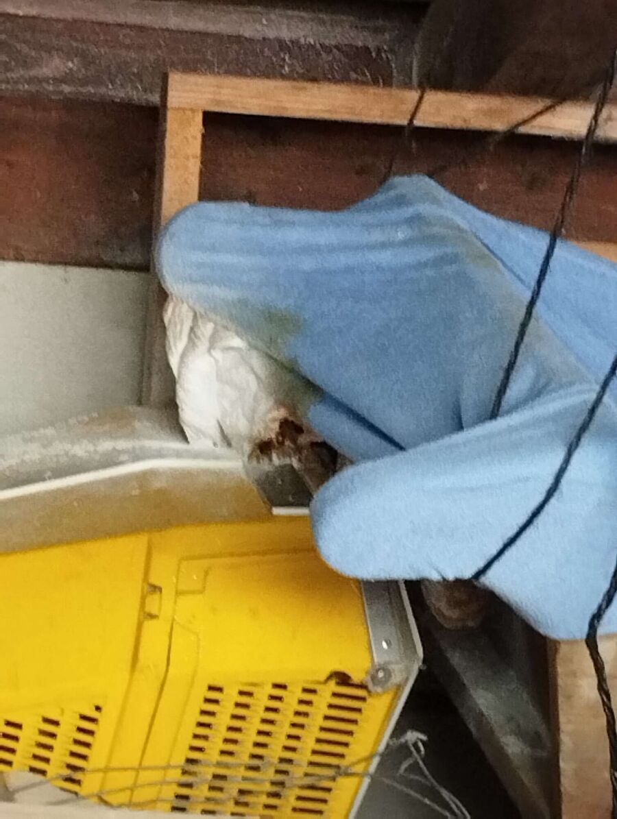  Bienennest entfernen