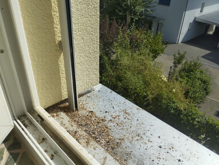  Bienennest entfernen