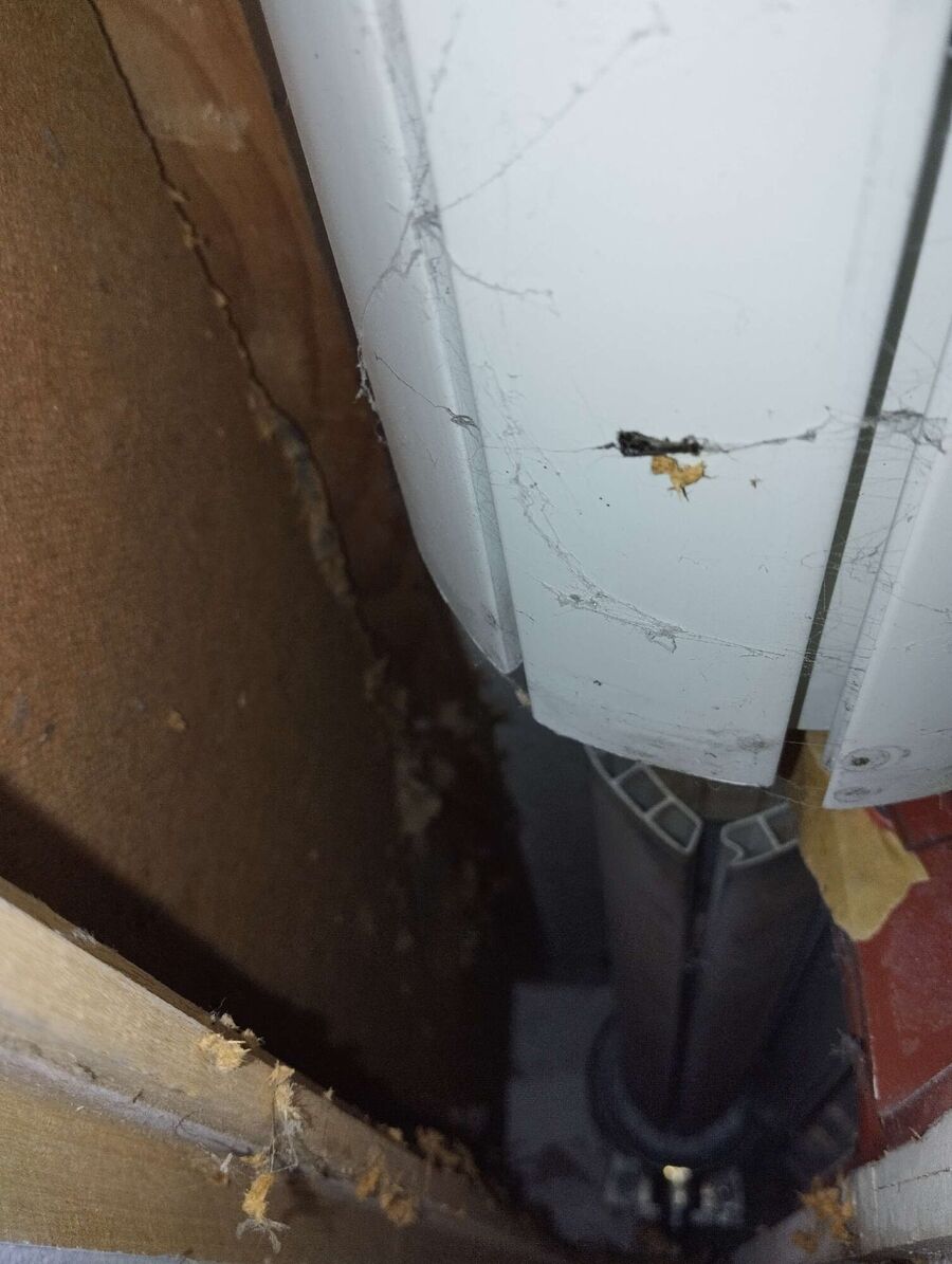  Bienennest entfernen.jpeg