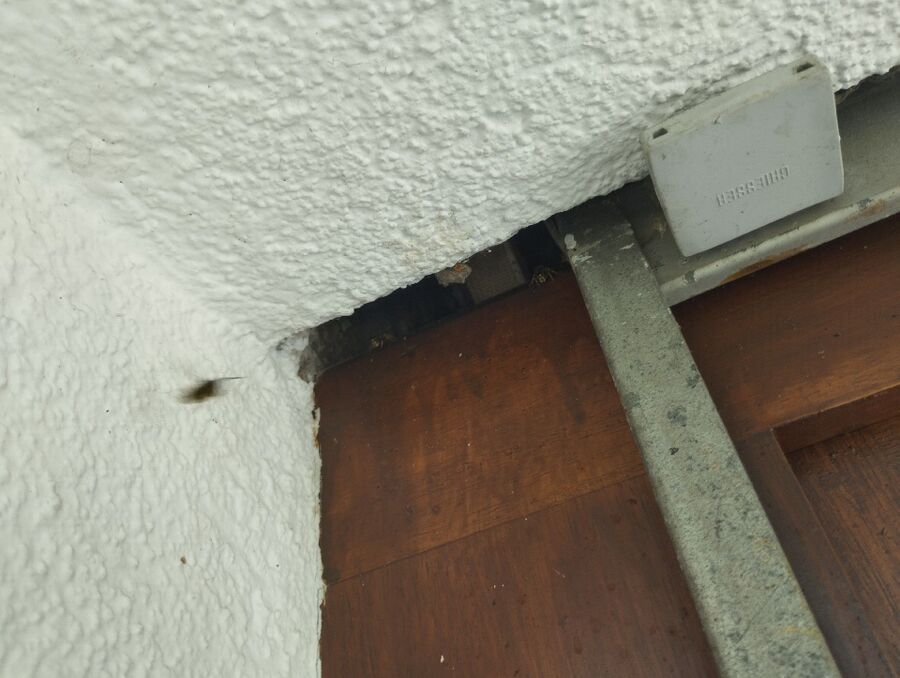  Bienennest entfernen.jpeg