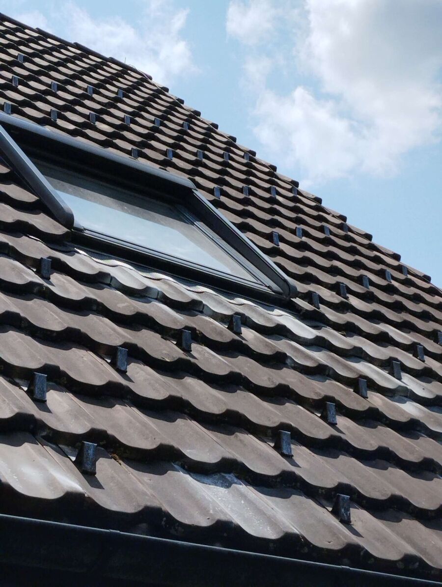 Bienen umsiedeln &  Bienennest entfernen 