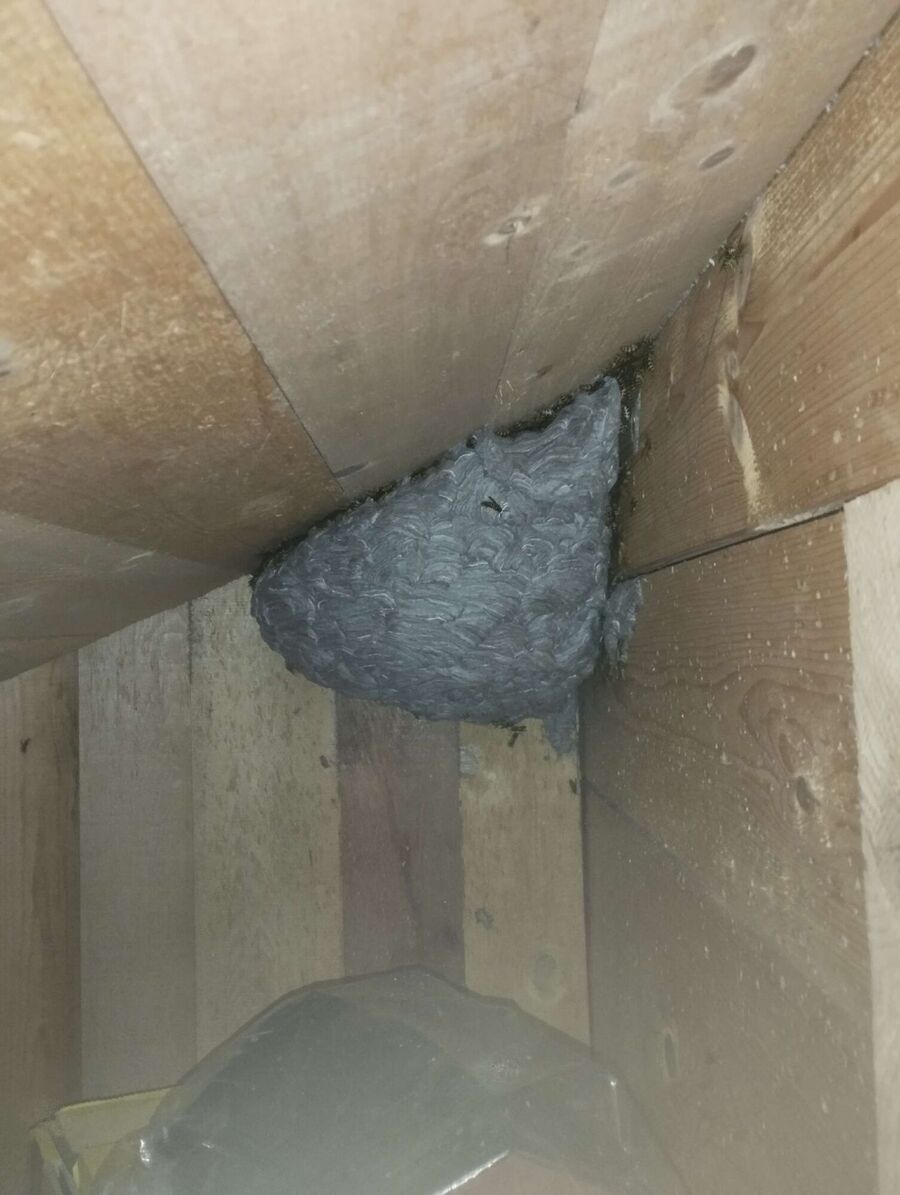  Bienennest entfernen