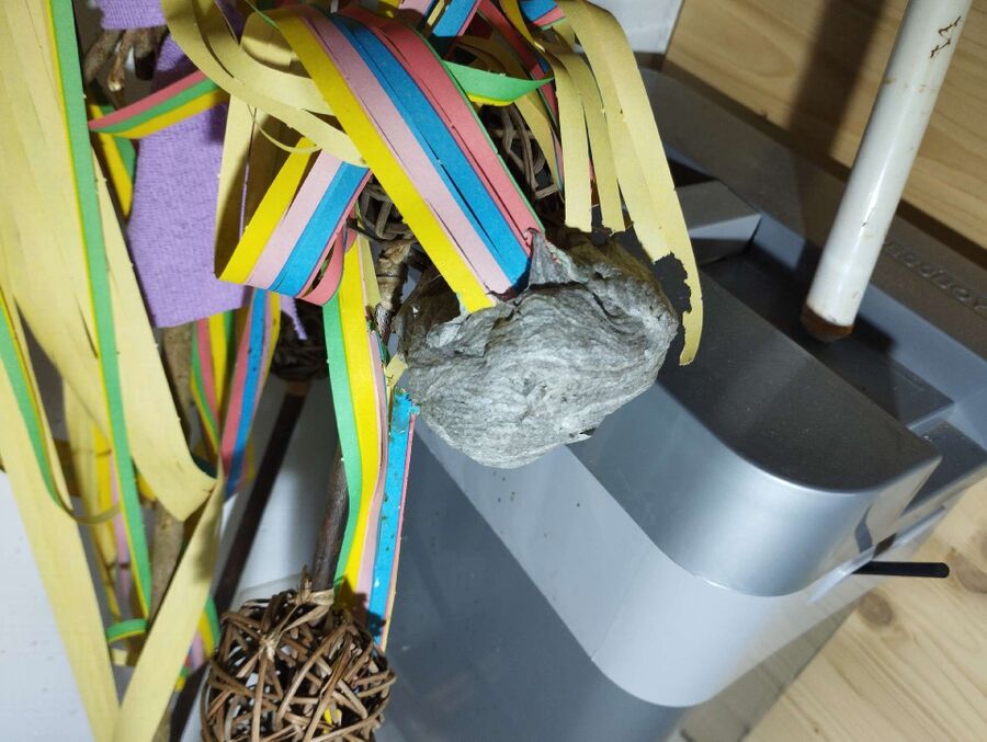  Bienennest entfernen