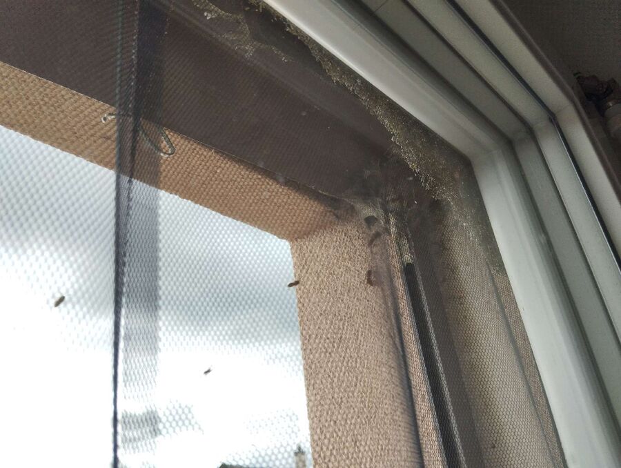  Bienennest entfernen.jpeg