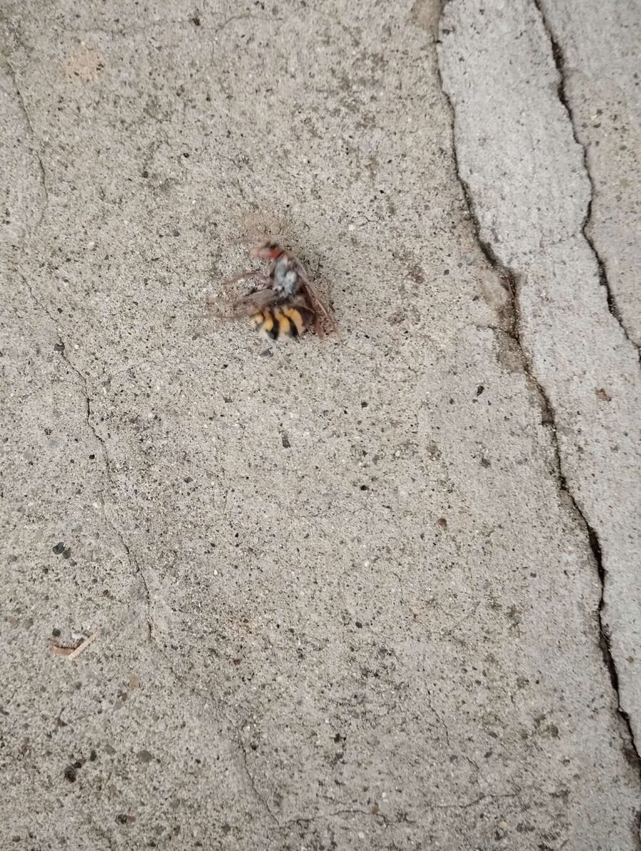 Bienen umsiedeln &  Bienennest entfernen 