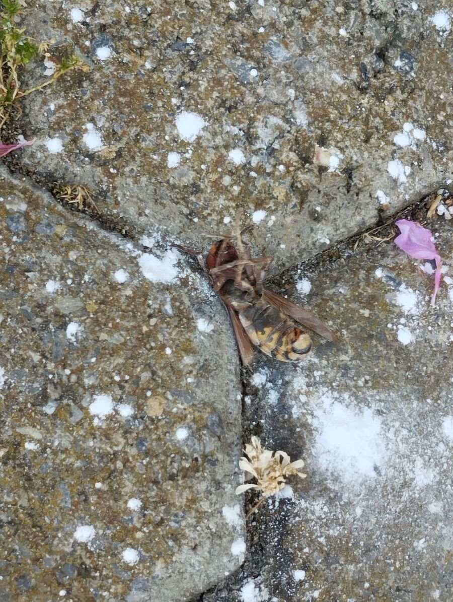  Bienennest entfernen