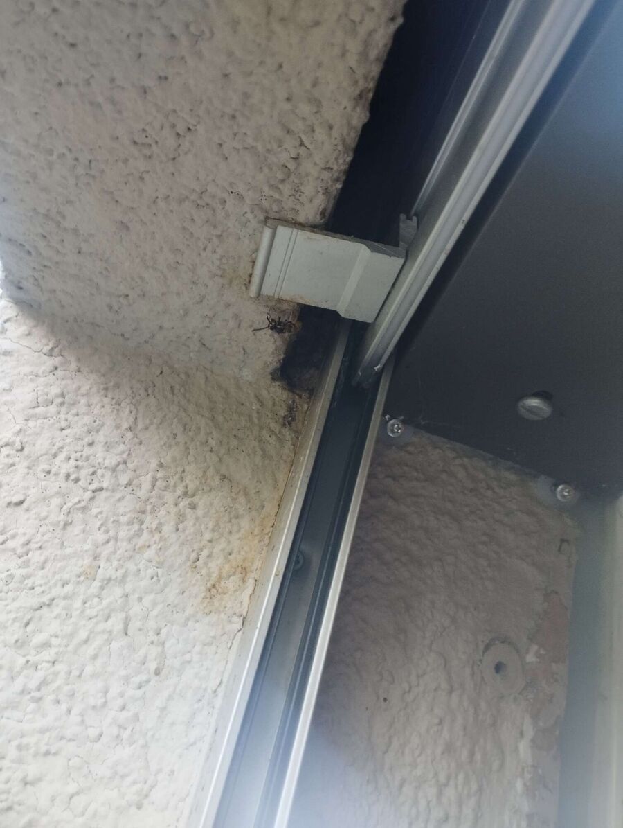  Bienennest entfernen.jpeg