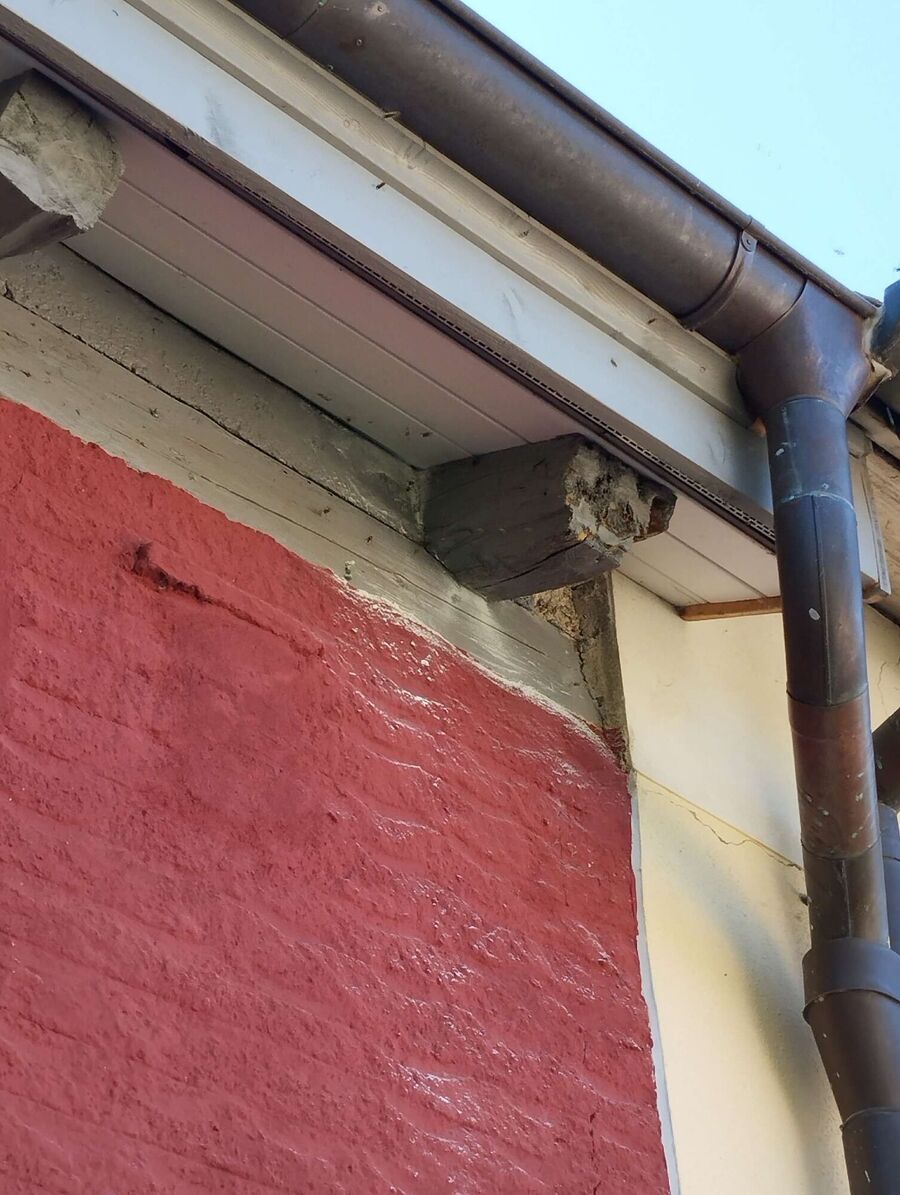  Bienennest entfernen