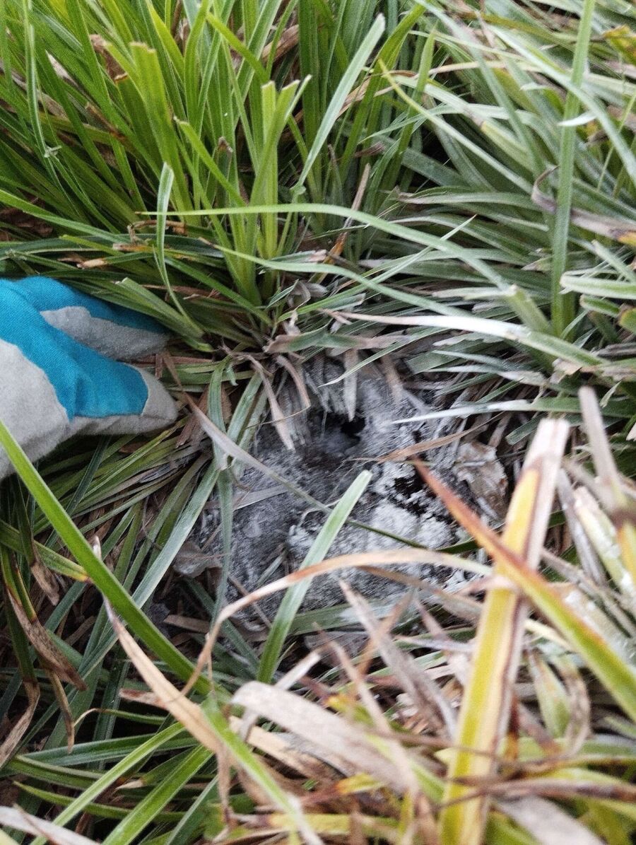  Bienennest entfernen.jpeg