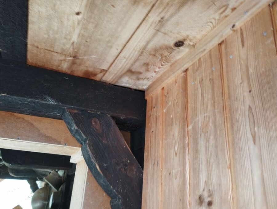 Bienen umsiedeln &  Bienennest entfernen 