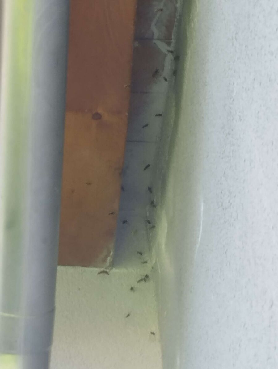  Bienennest entfernen