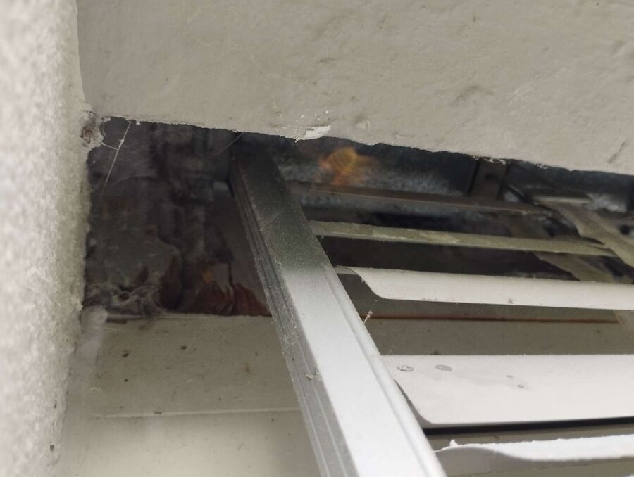 Bienen umsiedeln &  Bienennest entfernen 