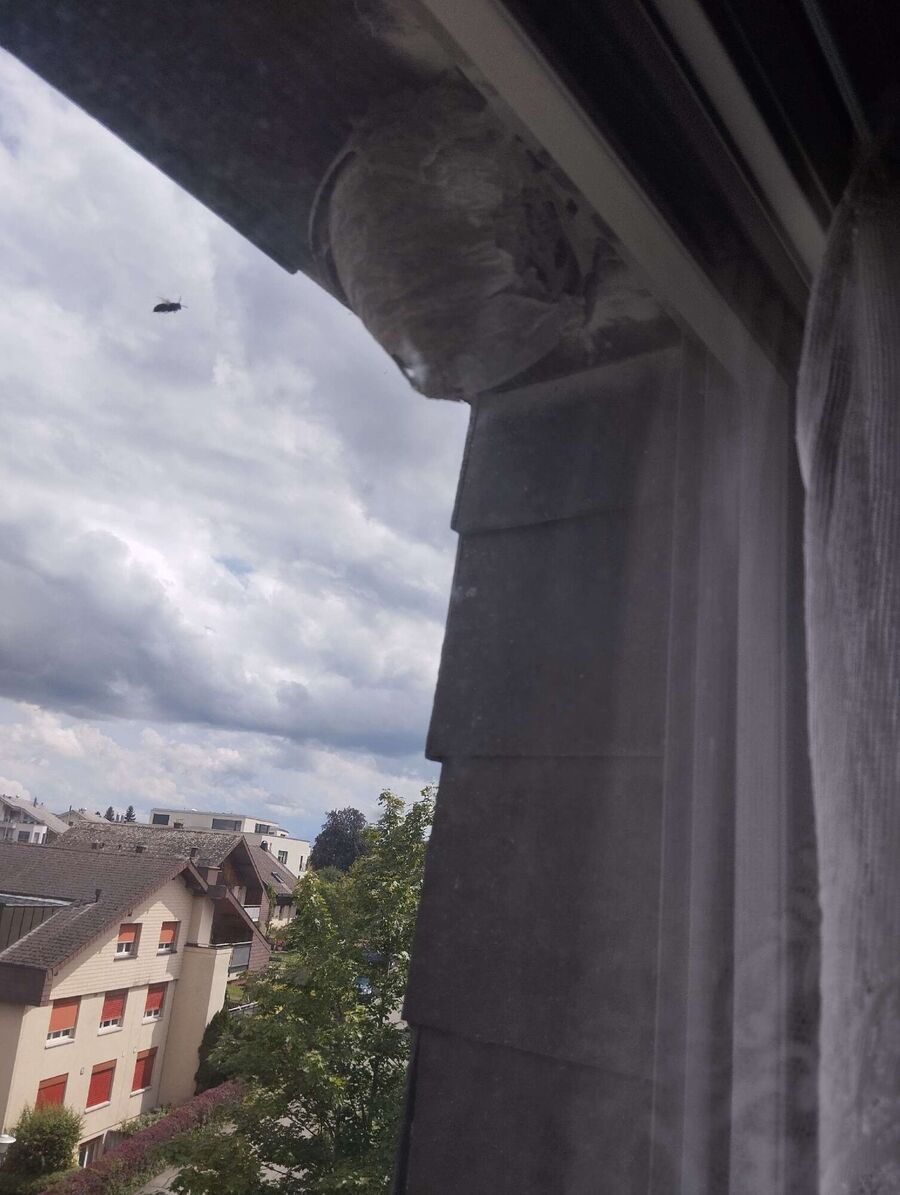 bienennest-am-haus-entfernen.jpg