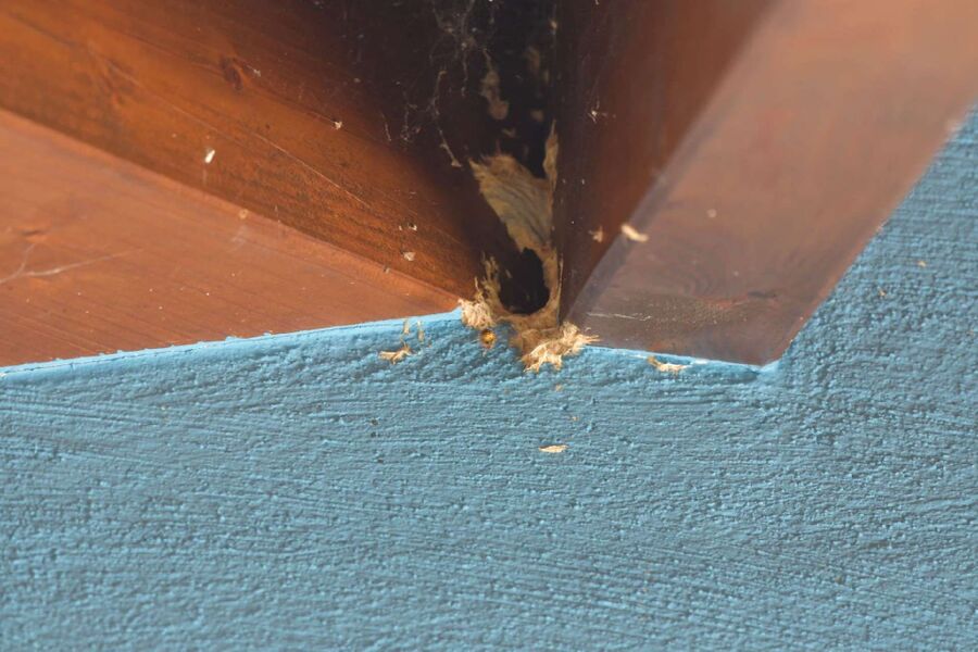 Bienen umsiedeln &  Bienennest entfernen 